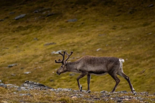 Dziki Renifer Tundrze Knivskjellodden Norwegia — Zdjęcie stockowe