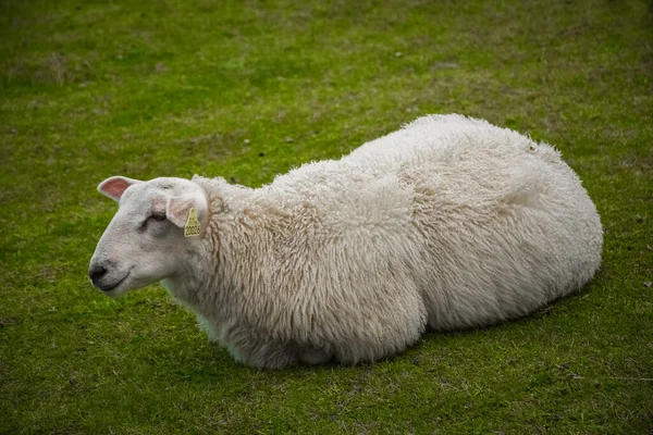 Χαριτωμένο Πρόβατα Στο Πράσινο Λιβάδι Των Νήσων Lofoten Νορβηγία — Φωτογραφία Αρχείου