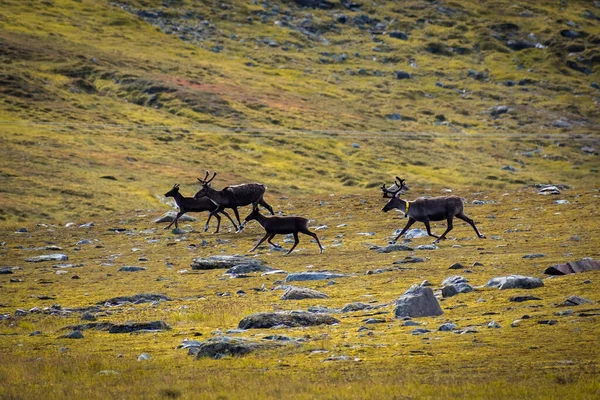 Grupo Renos Tundra Noruega —  Fotos de Stock