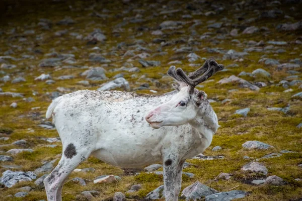 挪威Knivskjellodden冻土带中的野生白驯鹿 — 图库照片