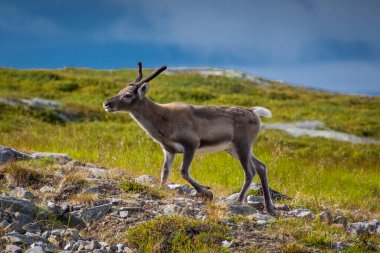 Norveç tundrasında küçük vahşi ren geyiği yavrusu