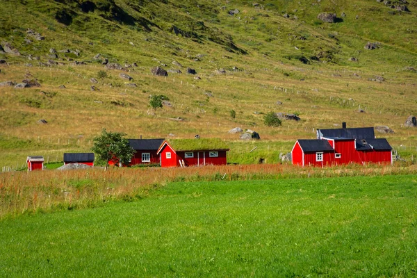 Casas Vermelhas Típicas Com Grama Telhado Nas Ilhas Lofoten Noruega — Fotografia de Stock