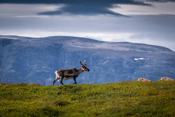 노르웨이 툰드라 지대에 — 스톡 사진