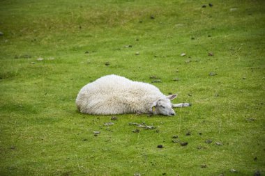 Cute sheep in the green meadow of Lofoten Islands, Norway