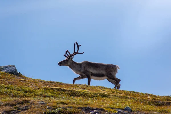 Dziki Renifer Tundrze Norwegii Górami Tle — Zdjęcie stockowe