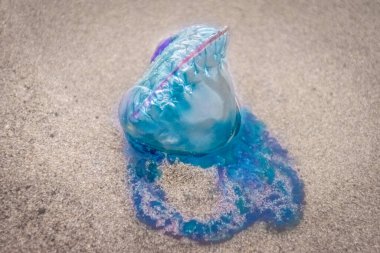 Colorful Portuguese man-o-war jellyfish on the sand beach of Famara in Lanzarote. Atlantic Ocean fauna. Canary Islands, Spain.