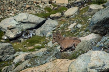 Little wild ibex cub in the Italian Alps of Ayes