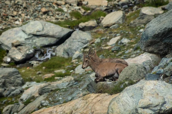 Little Wild Ibex Cub Italian Alps Ayes — Stock fotografie