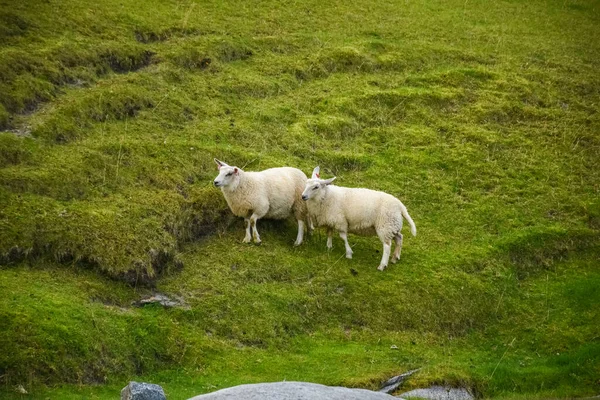 Cute Sheep Green Meadow Lofoten Islands Norway — Fotografia de Stock