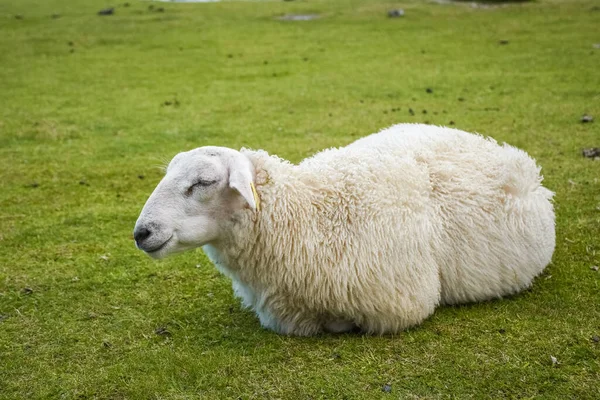 Cute Sheep Green Meadow Lofoten Islands Norway — Stock fotografie