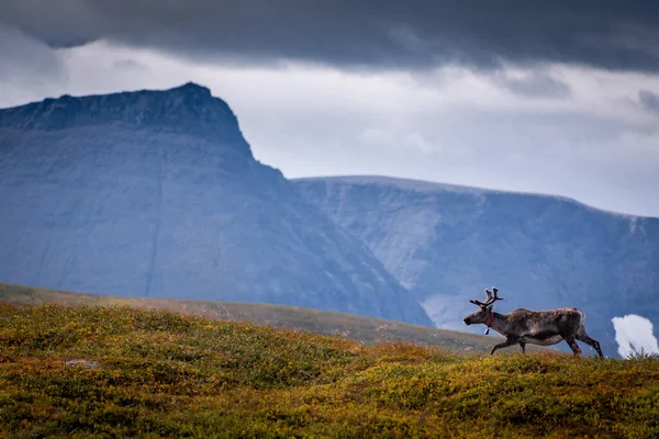 Дикий Олень Тундрі Норвегії Горами Задньому Плані — стокове фото