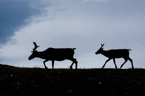 Sylwetka Dwóch Dzikich Reniferów Norwegii — Zdjęcie stockowe