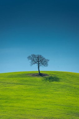 İtalya, Toskana 'nın kırsalındaki bir tepede yapayalnız bir ağaç.