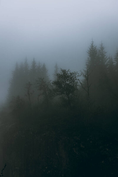 Foggy and creepy landscape in the deep forest of Norway