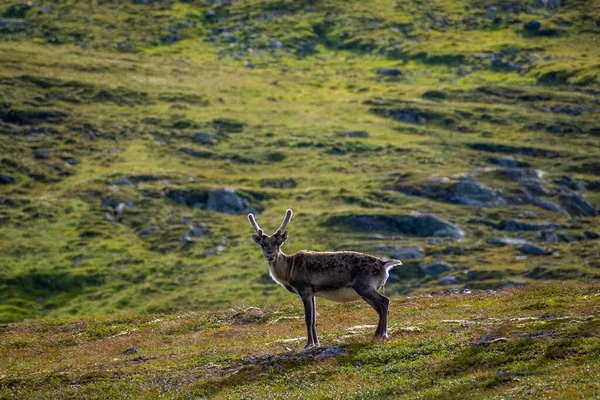 Młody Dziki Renifer Tundrze Norwegii — Zdjęcie stockowe