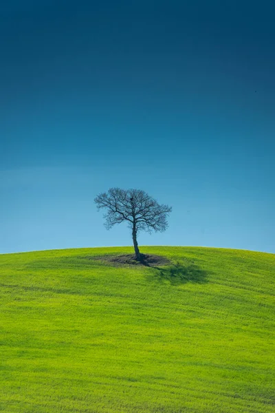 Árvore Solitária Uma Colina Campo Toscana Itália — Fotografia de Stock
