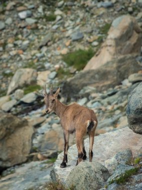 Little wild ibex cub in the Italian Alps of Ayes