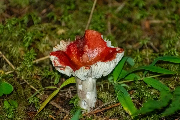 Red Mushroom Forest Lapland Norway — Stock Photo, Image