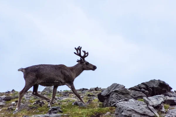 Dziki Renifer Tundrze Knivskjellodden Norwegia — Zdjęcie stockowe
