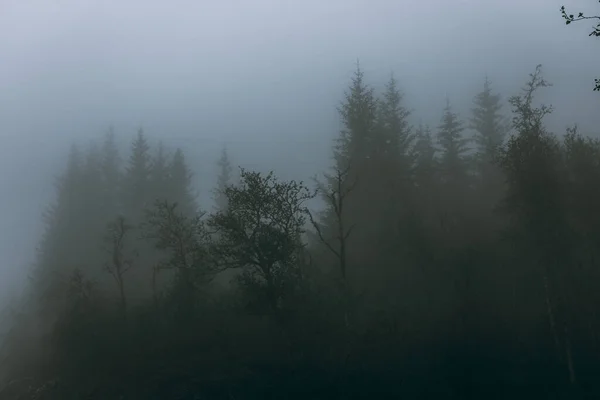 ノルウェーの深い森の中の霧と不気味な風景 — ストック写真