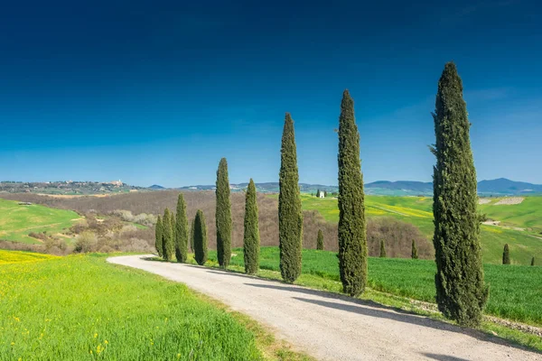 Landweg Geflankeerd Door Cipressen Toscane Italië — Stockfoto