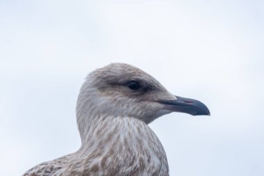 Seagull close up in Svolvaer, Lofoten Islands, Norway