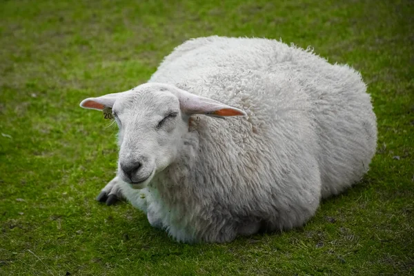 Симпатичная Овца Зеленой Горбуше Лофских Островов Норвегия — стоковое фото