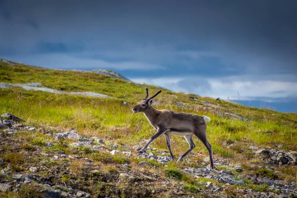 노르웨이 툰드라 지대의 — 스톡 사진