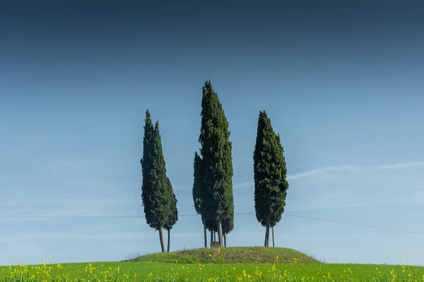 Самотні Кипарисові Дерева Посеред Сільської Луки Тоскані Італія — стокове фото