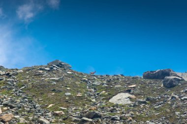 İtalya 'da bir dağın eteğindeki küçük dağ keçisi.