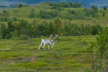 Norveç tundrasında büyük boynuzları olan güzel, vahşi ren geyikleri