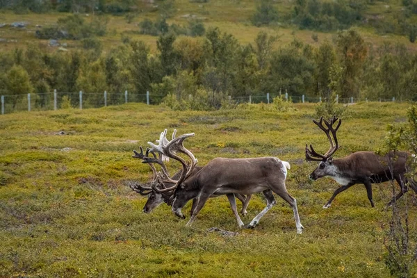 Stado Dzikich Reniferów Tundrze Norwegii — Zdjęcie stockowe