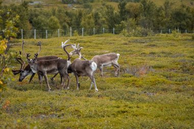 Norveç tundrasında vahşi ren geyiği sürüsü