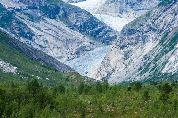 Norveç 'teki Nigardsbreen eriyen buzulunun ve ormanın manzarası