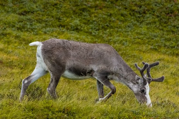 Dziki Młody Renifer Norwegii Tundra — Zdjęcie stockowe