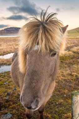 İzlanda atı Kirkjufell, İzlanda 'nın manzaralı doğa manzarasında. İzlanda atı bu ülkede geliştirilmiş bir at türüdür..
