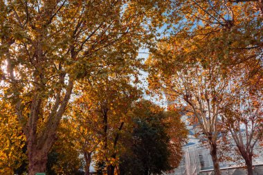 Türkiye 'nin İstanbul kentindeki Mavi cami önünde turuncu yapraklar