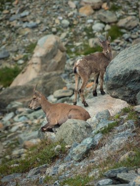 Little wild ibex cub in the Italian Alps of Ayes