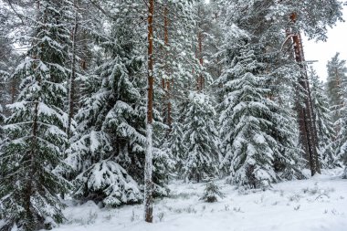 Beautiful snowy forest, winter landscape in Finland