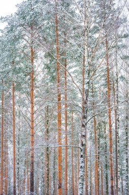 Beautiful snowy forest, winter landscape in Finland