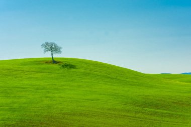 İtalya, Toskana 'nın kırsalındaki bir tepede yapayalnız bir ağaç.