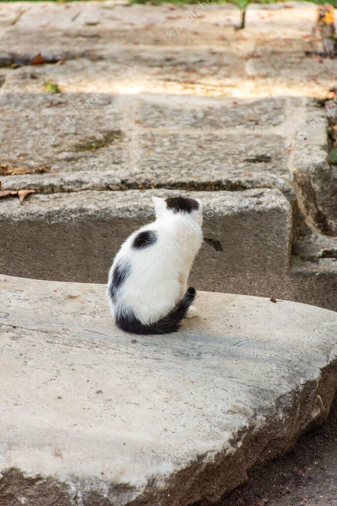 Cute cat in the garden of the Topkapi Palace