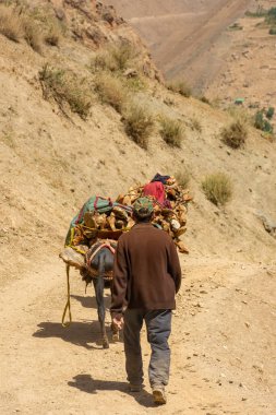 Haft Kul, Tacikistan, 21 Ağustos 2023: Fann Dağlarında Eşek Ailesi