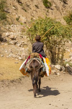 Haft Kul, Tacikistan, 21 Ağustos 2023: Fann Dağlarında eşeğe binen küçük çocuk