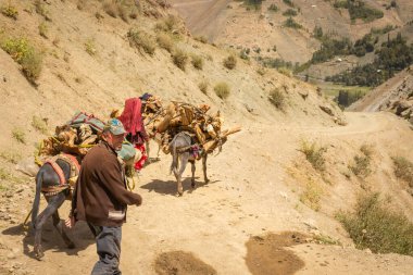 Haft Kul, Tacikistan, 21 Ağustos 2023: Fann Dağlarında Eşek Ailesi