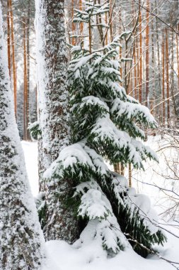Beautiful snowy forest, winter landscape in Finland