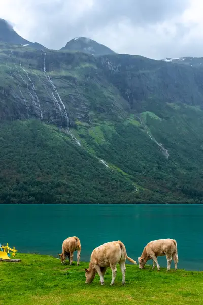 Cows on the lake side of Lovatnet glacial lake, Norway