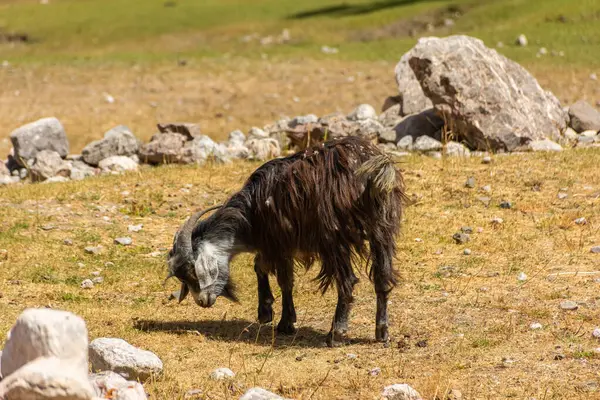 タジキスタンのゼラバン渓谷のヤギ ロイヤリティフリーのストック写真