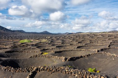 Landscape of the volcanic vineyards of La Geria, in Lanzarote, Canary Islands, Spain