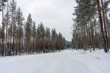 Beautiful snowy forest, winter landscape in Finland